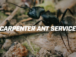 Signs You Will Start To Notice When You Have Carpenter Ants