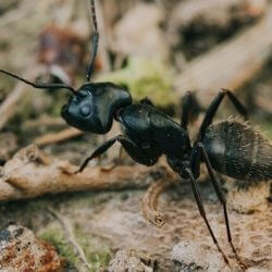 carpenter ant, town and country, town and country pest solutions, pest, pests, rochester, syracuse, buffalo, rochester ny, syracuse ny, buffalo ny, new york, western ny, rochester exterminators, syracuse exterminators, buffalo exterminators, bed bugs, fabry, matt fabry, extermination, hire the pros, friendly, trustworthy