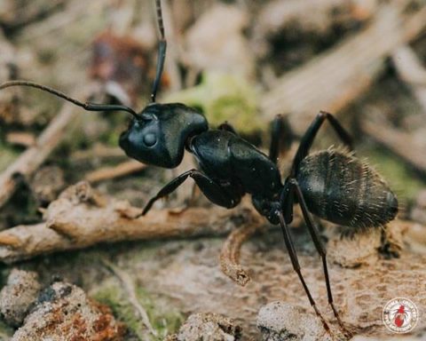 carpenter ant, town and country, town and country pest solutions, pest, pests, rochester, syracuse, buffalo, rochester ny, syracuse ny, buffalo ny, new york, western ny, rochester exterminators, syracuse exterminators, buffalo exterminators, bed bugs, fabry, matt fabry, extermination, hire the pros, friendly, trustworthy