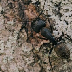 carpenter ant, town and country, town and country pest solutions, pest, pests, rochester, syracuse, buffalo, rochester ny, syracuse ny, buffalo ny, new york, western ny, rochester exterminators, syracuse exterminators, buffalo exterminators, bed bugs, fabry, matt fabry, extermination, hire the pros, friendly, trustworthy