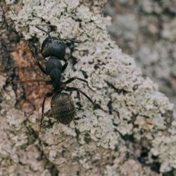 carpenter ant, town and country, town and country pest solutions, pest, pests, rochester, syracuse, buffalo, rochester ny, syracuse ny, buffalo ny, new york, western ny, rochester exterminators, syracuse exterminators, buffalo exterminators, bed bugs, fabry, matt fabry, extermination, hire the pros, friendly, trustworthy