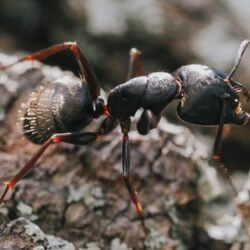 carpenter ant, town and country, town and country pest solutions, pest, pests, rochester, syracuse, buffalo, rochester ny, syracuse ny, buffalo ny, new york, western ny, rochester exterminators, syracuse exterminators, buffalo exterminators, bed bugs, fabry, matt fabry, extermination, hire the pros, friendly, trustworthy