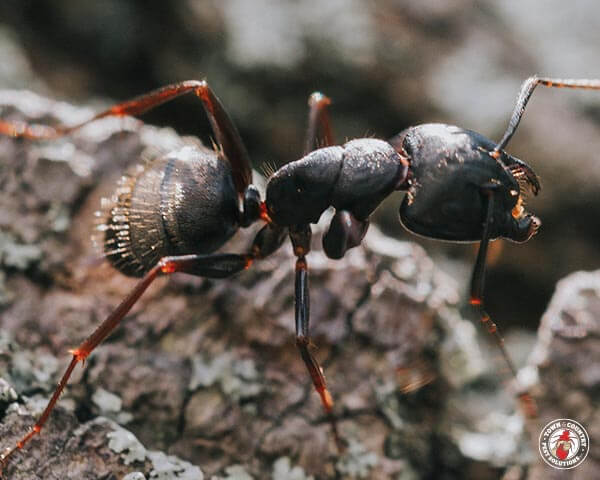 carpenter ant, town and country, town and country pest solutions, pest, pests, rochester, syracuse, buffalo, rochester ny, syracuse ny, buffalo ny, new york, western ny, rochester exterminators, syracuse exterminators, buffalo exterminators, bed bugs, fabry, matt fabry, extermination, hire the pros, friendly, trustworthy
