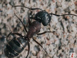 Understanding Ant Species in Upstate New York with Town and Country Pest Solutions