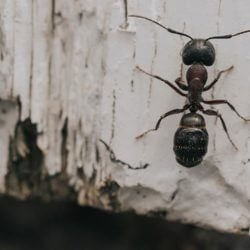 carpenter ant, town and country, town and country pest solutions, pest, pests, rochester, syracuse, buffalo, rochester ny, syracuse ny, buffalo ny, new york, western ny, rochester exterminators, syracuse exterminators, buffalo exterminators, bed bugs, fabry, matt fabry, extermination, hire the pros, friendly, trustworthy