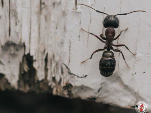 Carpenter Ant Infestation!