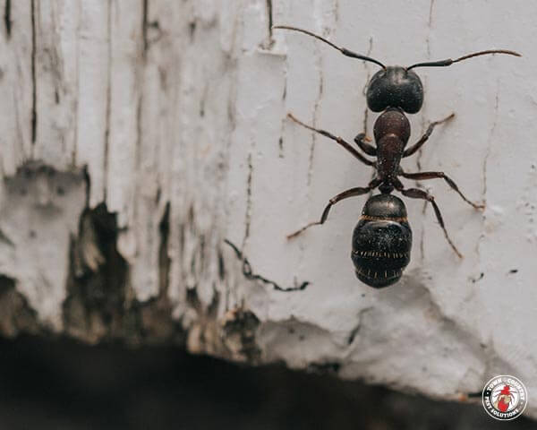 carpenter ant, town and country, town and country pest solutions, pest, pests, rochester, syracuse, buffalo, rochester ny, syracuse ny, buffalo ny, new york, western ny, rochester exterminators, syracuse exterminators, buffalo exterminators, bed bugs, fabry, matt fabry, extermination, hire the pros, friendly, trustworthy