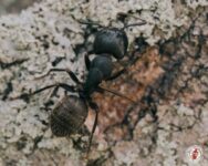 carpenter ant, town and country, town and country pest solutions, pest, pests, rochester, syracuse, buffalo, rochester ny, syracuse ny, buffalo ny, new york, western ny, rochester exterminators, syracuse exterminators, buffalo exterminators, bed bugs, fabry, matt fabry, extermination, hire the pros, friendly, trustworthy