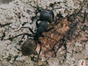 How to Choose the Right Pest Control Company for Your Needs