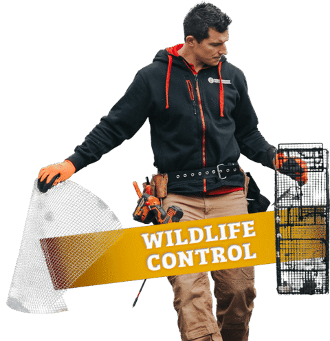 town and country, town and country pest solutions, pest, pests, rochester, syracuse, buffalo, rochester ny, syracuse ny, buffalo ny, new york, western ny, rochester exterminators, syracuse exterminators, buffalo exterminators, bed bugs, fabry, matt fabry, extermination, hire the pros, friendly, trustworthy