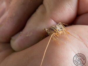 Some Interesting Facts About House Centipedes