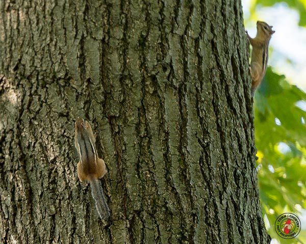 chipmunks, chipmunk, town and country, town and country pest solutions, pest, pests, rochester, syracuse, buffalo, rochester ny, syracuse ny, buffalo ny, new york, western ny, rochester exterminators, syracuse exterminators, buffalo exterminators, bed bugs, fabry, matt fabry, extermination, hire the pros, friendly, trustworthy