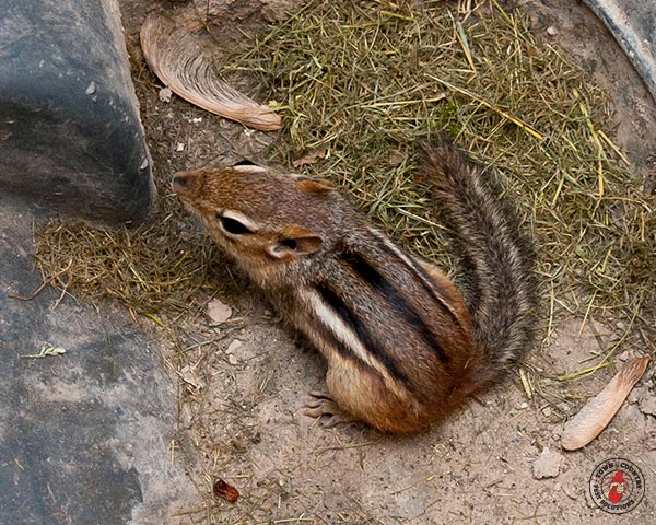 chipmunks, chipmunk, town and country, town and country pest solutions, pest, pests, rochester, syracuse, buffalo, rochester ny, syracuse ny, buffalo ny, new york, western ny, rochester exterminators, syracuse exterminators, buffalo exterminators, bed bugs, fabry, matt fabry, extermination, hire the pros, friendly, trustworthy