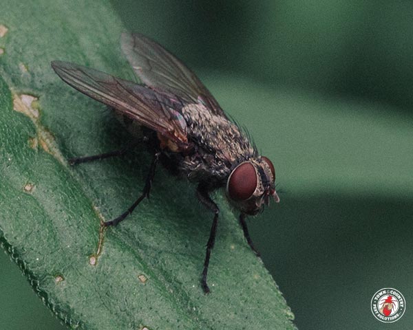 cluster fly, house fly, flies, pest