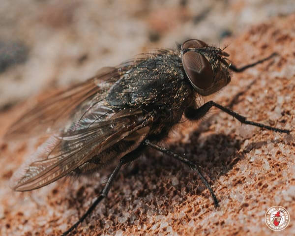 cluster fly, house fly, flies, pest