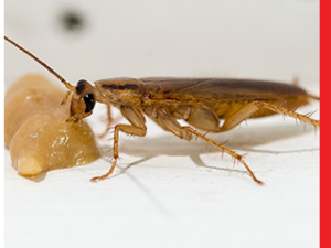 Cockroach Infestation: The Health Risks You Can’t Ignore
