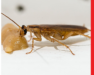 Cockroaches