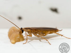 How Can Homeowners Locate Indoor Cockroach Nesting Sites And Egg Cases?