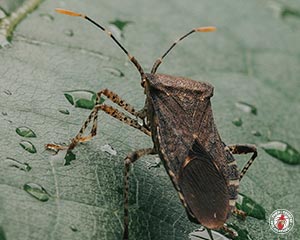 conifer bug, conifer bugs, beetle, beetles, town and country, town and country pest solutions, pest, pests, rochester, syracuse, buffalo, rochester ny, syracuse ny, buffalo ny, new york, western ny, rochester exterminators, syracuse exterminators, buffalo exterminators, bed bugs, fabry, matt fabry, extermination, hire the pros, friendly, trustworthy