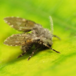 drain fly, drain flies, town and country, town and country pest solutions, pest, pests, rochester, syracuse, buffalo, rochester ny, syracuse ny, buffalo ny, new york, western ny, rochester exterminators, syracuse exterminators, buffalo exterminators, bed bugs, fabry, matt fabry, extermination, hire the pros, friendly, trustworthy