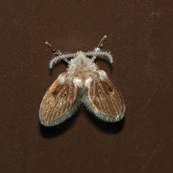 drain fly, drain flies, town and country, town and country pest solutions, pest, pests, rochester, syracuse, buffalo, rochester ny, syracuse ny, buffalo ny, new york, western ny, rochester exterminators, syracuse exterminators, buffalo exterminators, bed bugs, fabry, matt fabry, extermination, hire the pros, friendly, trustworthy