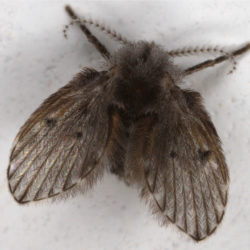 drain fly, drain flies, town and country, town and country pest solutions, pest, pests, rochester, syracuse, buffalo, rochester ny, syracuse ny, buffalo ny, new york, western ny, rochester exterminators, syracuse exterminators, buffalo exterminators, bed bugs, fabry, matt fabry, extermination, hire the pros, friendly, trustworthy