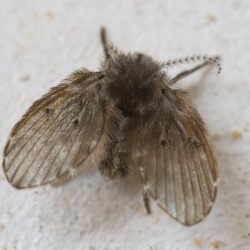 drain fly, drain flies, town and country, town and country pest solutions, pest, pests, rochester, syracuse, buffalo, rochester ny, syracuse ny, buffalo ny, new york, western ny, rochester exterminators, syracuse exterminators, buffalo exterminators, bed bugs, fabry, matt fabry, extermination, hire the pros, friendly, trustworthy