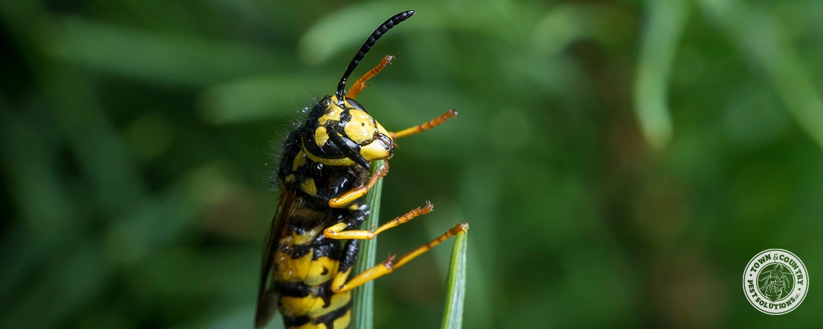 yellow jacket, town and country, town and country pest solutions, pest, pests, rochester, syracuse, buffalo, rochester ny, syracuse ny, buffalo ny, new york, western ny, rochester exterminators, syracuse exterminators, buffalo exterminators, bed bugs, fabry, matt fabry, extermination, hire the pros, friendly, trustworthy