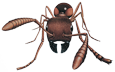 Harvester Ant