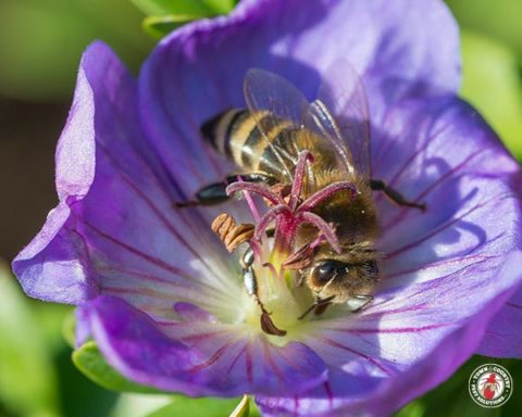 honey bee, honey bees, town and country, town and country pest solutions, pest, pests, rochester, syracuse, buffalo, rochester ny, syracuse ny, buffalo ny, new york, western ny, rochester exterminators, syracuse exterminators, buffalo exterminators, bed bugs, fabry, matt fabry, extermination, hire the pros, friendly, trustworthy