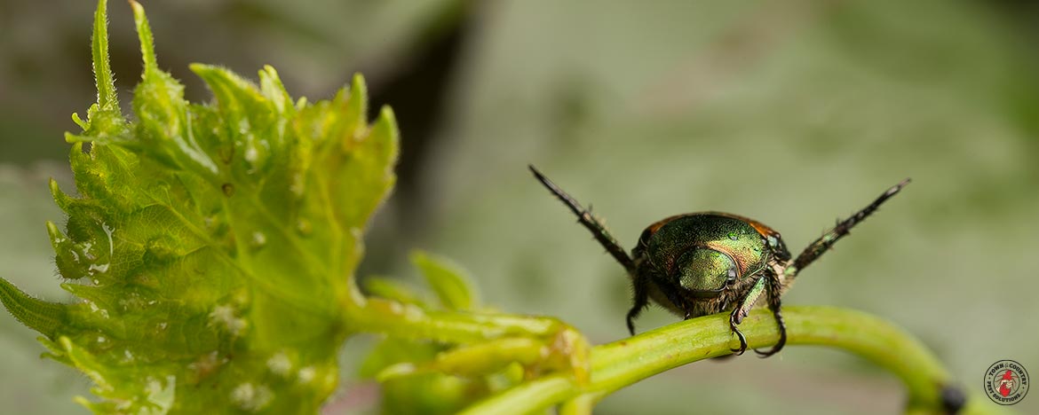 japanese beetle, japaneses beetles, beetle, beetles, town and country, town and country pest solutions, pest, pests, rochester, syracuse, buffalo, rochester ny, syracuse ny, buffalo ny, new york, western ny, rochester exterminators, syracuse exterminators, buffalo exterminators, bed bugs, fabry, matt fabry, extermination, hire the pros, friendly, trustworthy