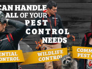 The Importance of Using Professional Pest Control Services