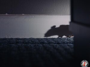 Why Mice Are Hard To Eradicate on your Own