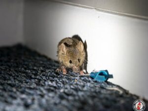 Signs of a Mouse Infestation and Why You Need a Professional