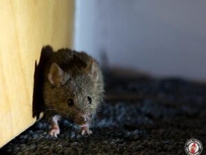 How To Mice Proof Your Home