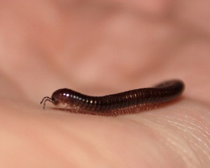 millipede, millipedes, town and country, town and country pest solutions, pest, pests, rochester, syracuse, buffalo, rochester ny, syracuse ny, buffalo ny, new york, western ny, rochester exterminators, syracuse exterminators, buffalo exterminators, bed bugs, fabry, matt fabry, extermination, hire the pros, friendly, trustworthy