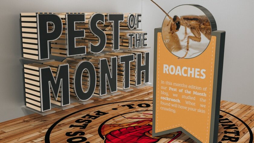 Pest of the Month: Roaches