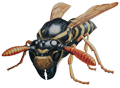 Paper Wasp