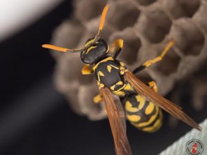 Is It True That Wasps Are Attracted To Cosmetic Fragrances And Bright-Colored Clothing?