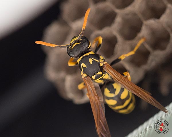 paper wasp, paper wasps, wasp, wasps, town and country, town and country pest solutions, pest, pests, rochester, syracuse, buffalo, rochester ny, syracuse ny, buffalo ny, new york, western ny, rochester exterminators, syracuse exterminators, buffalo exterminators, bed bugs, fabry, matt fabry, extermination, hire the pros, friendly, trustworthy