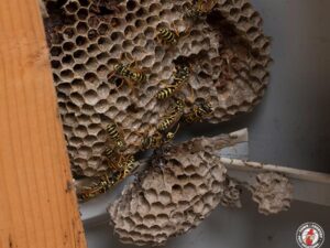 Should You Attempt DIY Wasp Control?