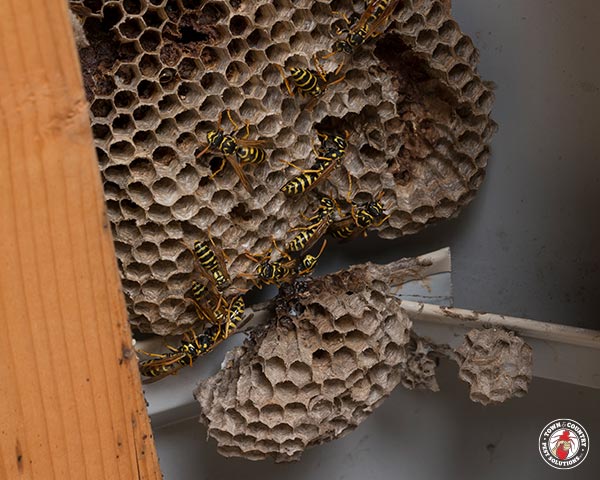 paper wasp, paper wasps, wasp, wasps, town and country, town and country pest solutions, pest, pests, rochester, syracuse, buffalo, rochester ny, syracuse ny, buffalo ny, new york, western ny, rochester exterminators, syracuse exterminators, buffalo exterminators, bed bugs, fabry, matt fabry, extermination, hire the pros, friendly, trustworthy