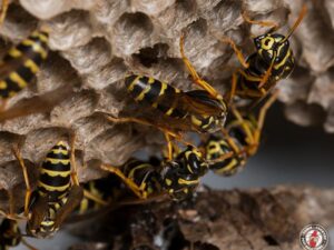 What Attracts Wasps to Your Home?