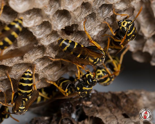 paper wasp, paper wasps, wasp, wasps, town and country, town and country pest solutions, pest, pests, rochester, syracuse, buffalo, rochester ny, syracuse ny, buffalo ny, new york, western ny, rochester exterminators, syracuse exterminators, buffalo exterminators, bed bugs, fabry, matt fabry, extermination, hire the pros, friendly, trustworthy