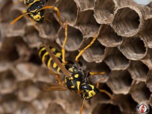 Keep Wasps Away: Expert Prevention Tips That Actually Work