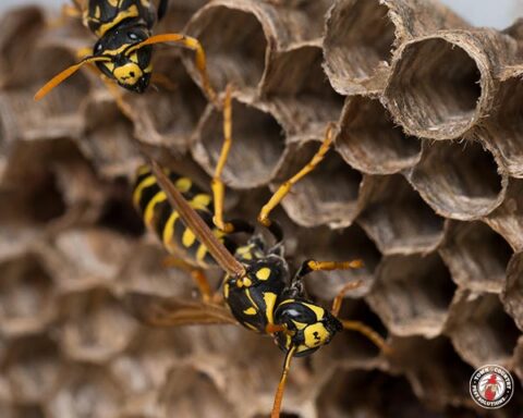 paper wasp, paper wasps, wasp, wasps, town and country, town and country pest solutions, pest, pests, rochester, syracuse, buffalo, rochester ny, syracuse ny, buffalo ny, new york, western ny, rochester exterminators, syracuse exterminators, buffalo exterminators, bed bugs, fabry, matt fabry, extermination, hire the pros, friendly, trustworthy