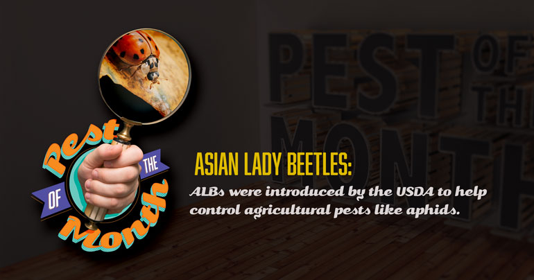 asian lady beetle, lady bug, pest of the month, town and country, town and country pest solutions, pest, pests, rochester, syracuse, buffalo, rochester ny, syracuse ny, buffalo ny, new york, western ny, rochester exterminators, syracuse exterminators, buffalo exterminators, bed bugs, fabry, matt fabry, extermination, hire the pros, friendly, trustworthy