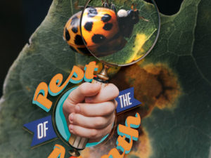 Pest of the Month: Asian Lady Beetles