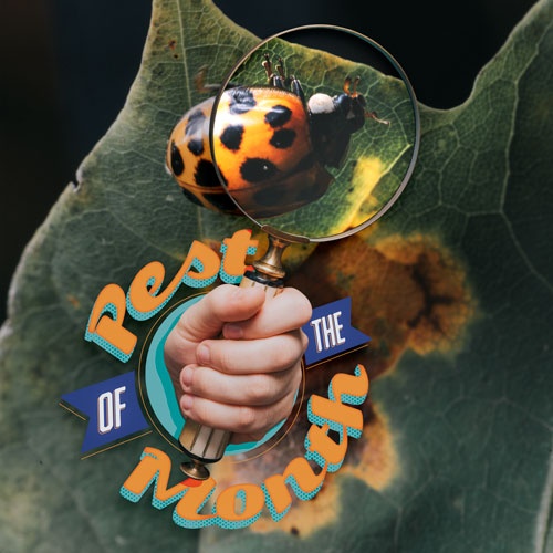 Pest of the Lady Beetles