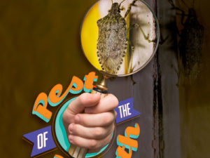 Pest of the Month: Stink Bugs